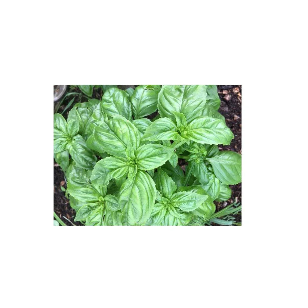 Organic Genovese Basil (Seeds) Nordic Seeds - La Boite à Grains