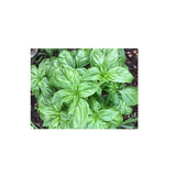 Organic Genovese Basil (Seeds) Nordic Seeds - La Boite à Grains
