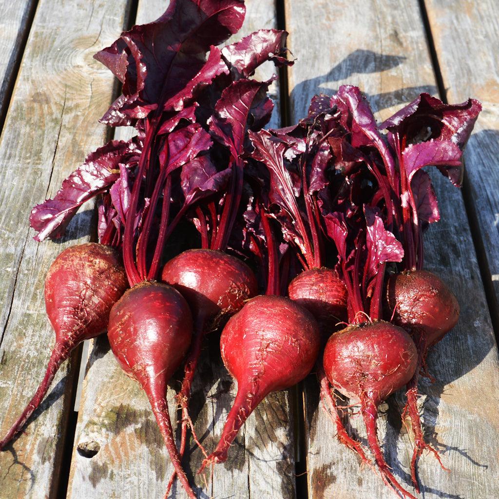 Betterave Bull's Blood Biologique Les Jardins de l'Écoumène - La Boite à Grains