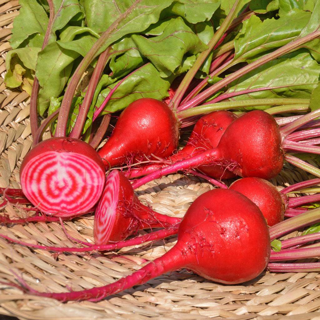 Betterave Chioggia Biologique Les Jardins de l'Écoumène - La Boite à Grains
