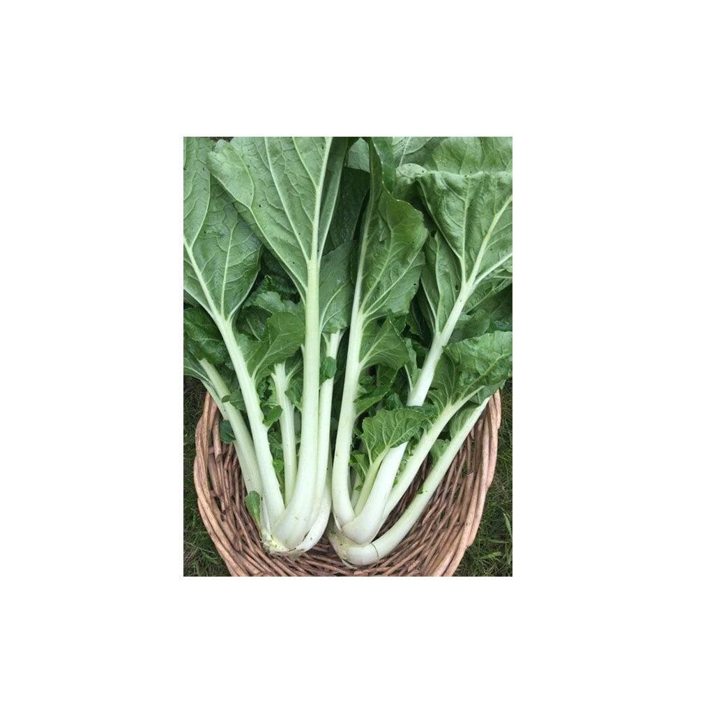 Bok Choi Prize Choi Biologique (Semences) Semences Nordiques - La Boite à Grains