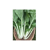 Bok Choi Prize Choi Biologique (Semences) Semences Nordiques - La Boite à Grains