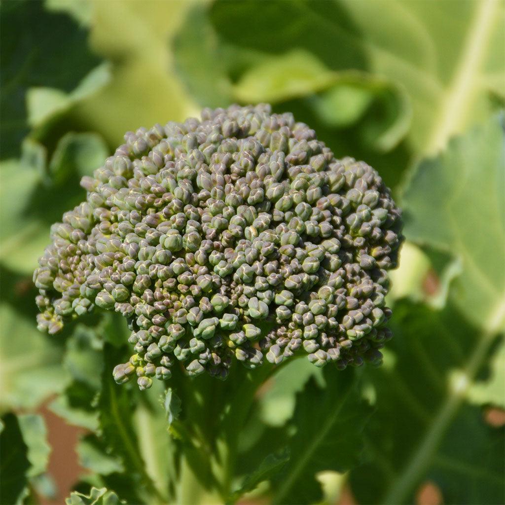 Brocoli De Cicco Biologique Les Jardins de l'Écoumène