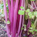 Céleri Chinese Pink Biologique Les Jardins de l'Écoumène - La Boite à Grains