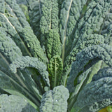 Chou Frisé Lacinato Biologique Les Jardins de l'Écoumène - La Boite à Grains