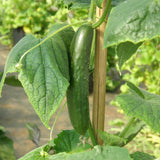Concombre Libanais Green Finger Biologique Les Jardins de l'Écoumène - La Boite à Grains