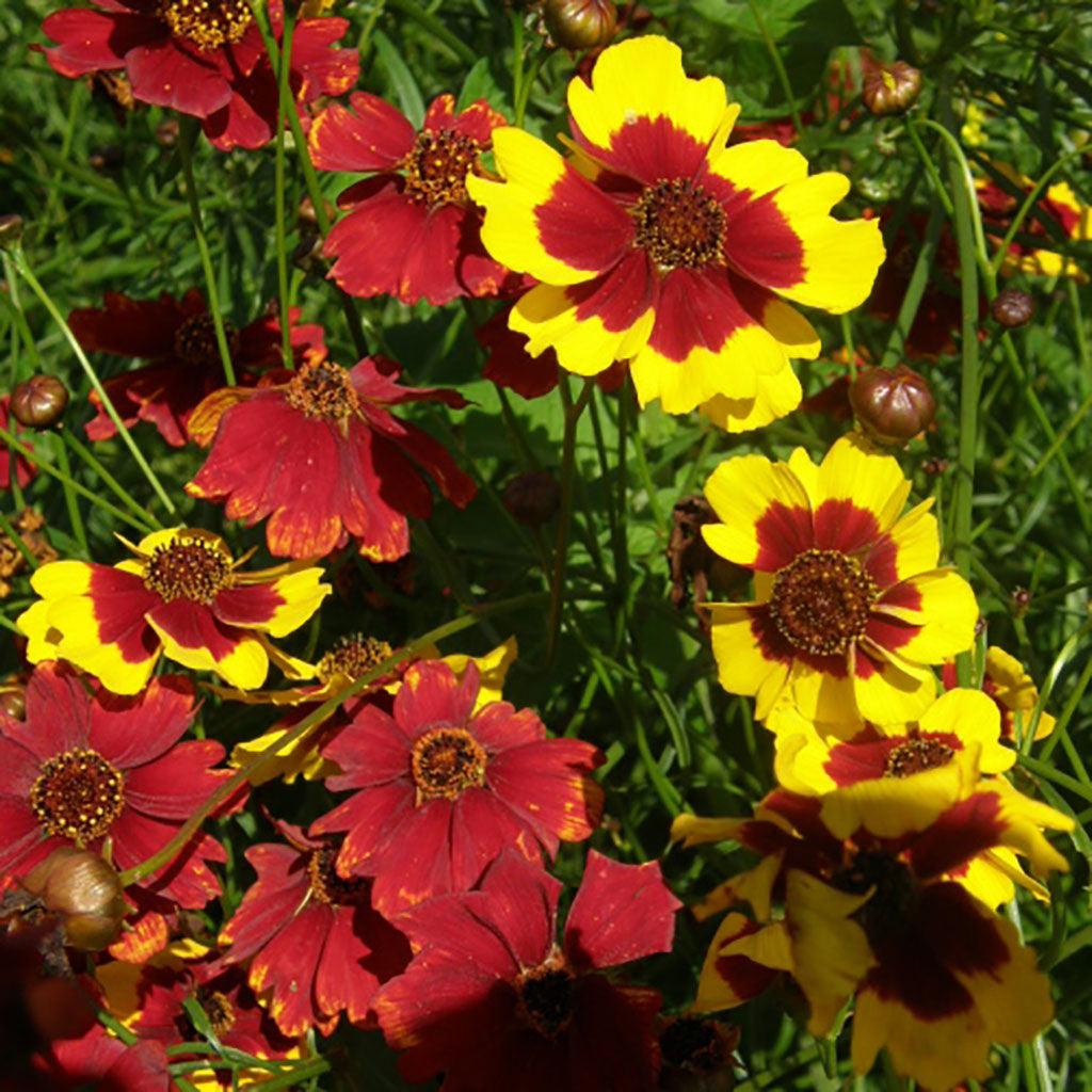 Coréopsis Bouquet Magic Biologique Les Jardins de l'Écoumène - La Boite à Grains