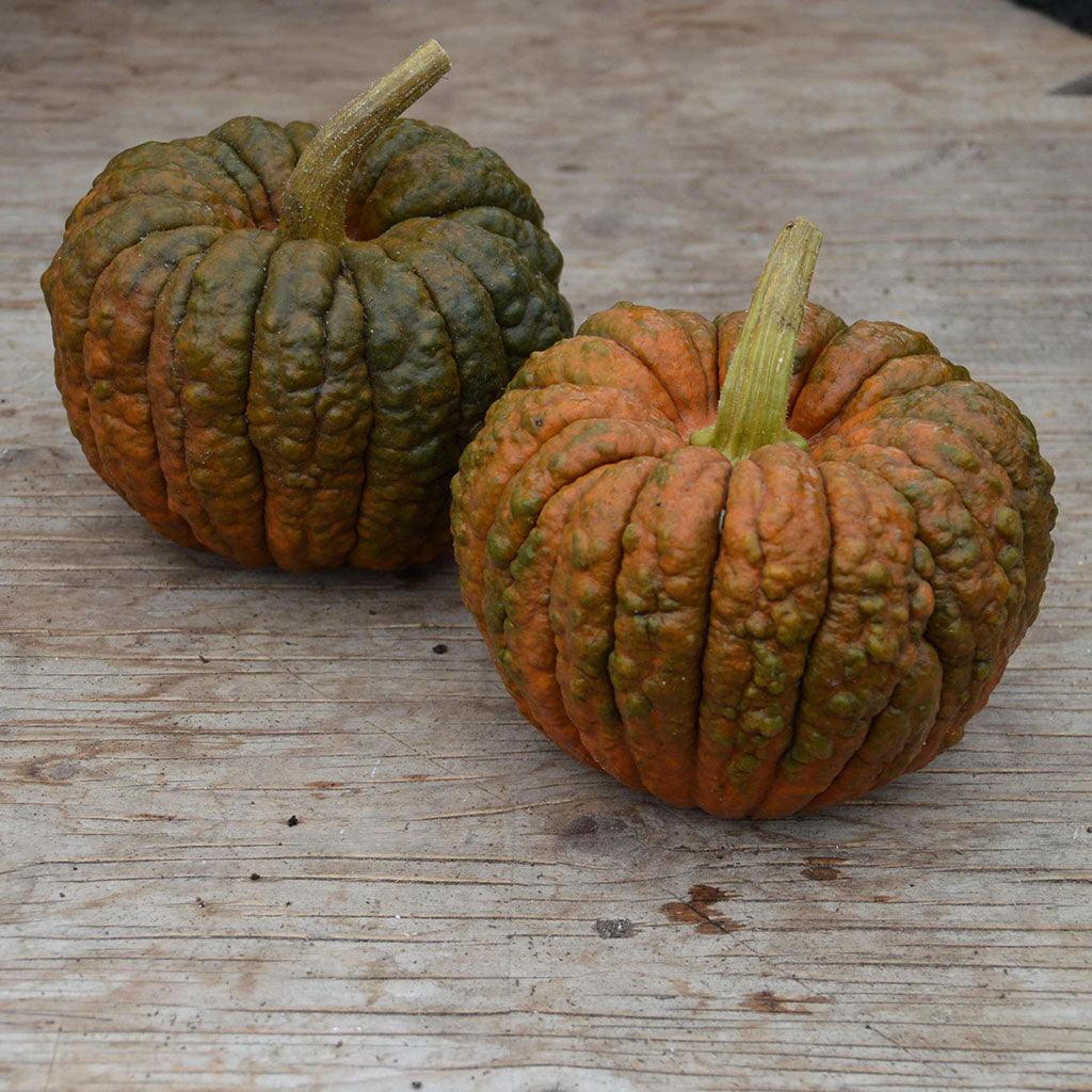 Courge Black Futsu Biologique Les Jardins de l'Écoumène - La Boite à Grains