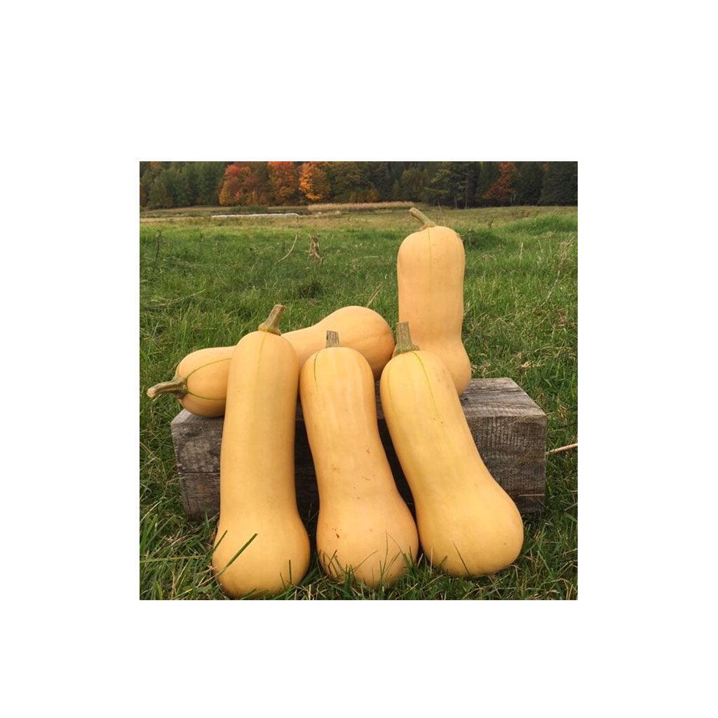 Courge Early Butternut Remix Biologique (Semences) Semences Nordiques - La Boite à Grains