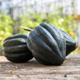 Courge Poivrée Tuffy Biologique Les Jardins de l'Écoumène