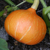 Courge Potimarron Red Kuri Biologique Les Jardins de l'Écoumène - La Boite à Grains