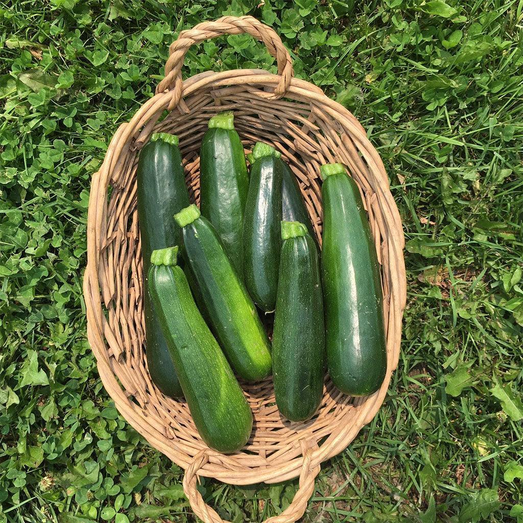 Organic Dark Green Zucchini (Seeds) Nordic Seeds - La Boite à Grains