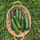 Organic Dark Green Zucchini (Seeds) Nordic Seeds - La Boite à Grains