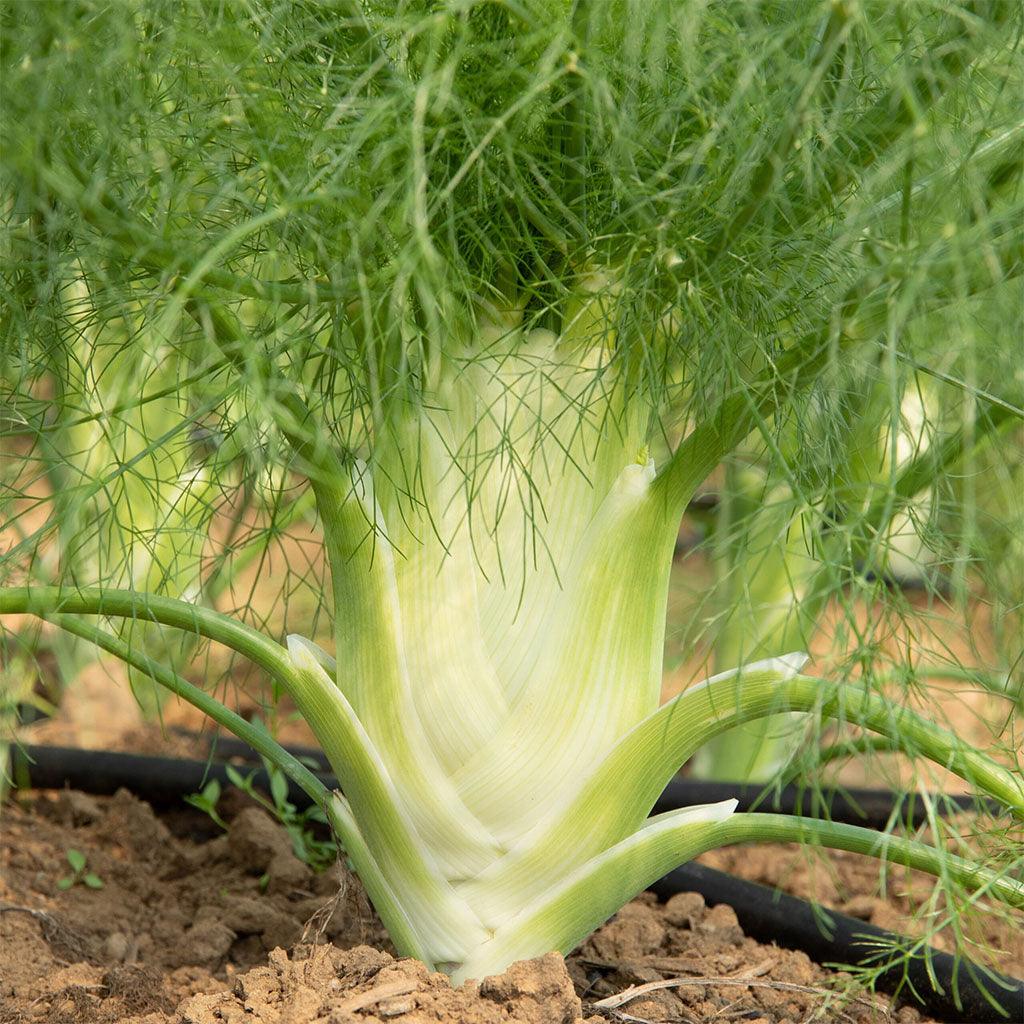 Fenouil Fino Biologique Les Jardins de l'Écoumène