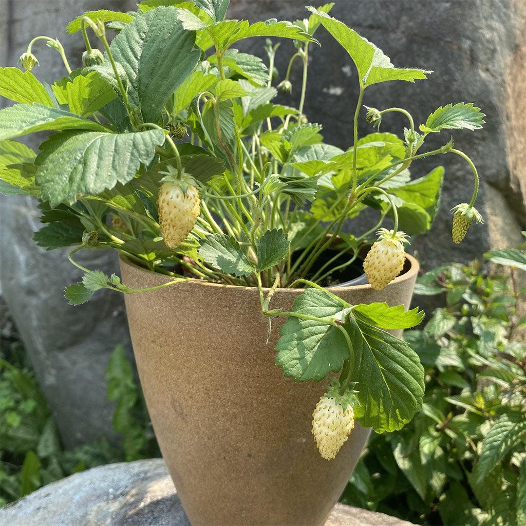 Fraisier Alpin Yellow Wonder Biologique Les Jardins de l'Écoumène - La Boite à Grains