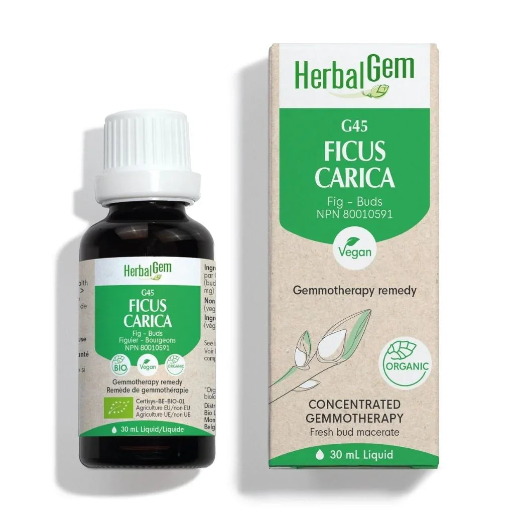 HerbalGem Ficus Carica - La Boite à Grains