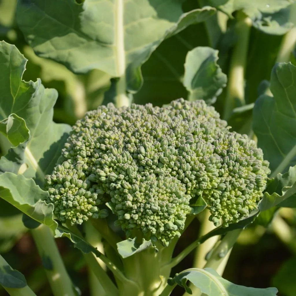 Broccoli Goliath Les Jardins de L'Écoumène - La Boite à Grains