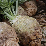 Giant celeriac from Prague Les Jardins de l'Écoumène - La Boite à Grains