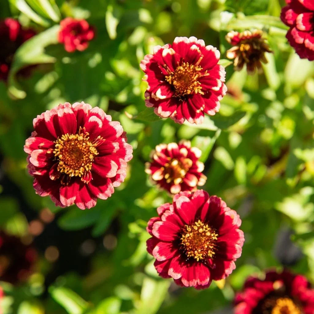 Zinnia Aztec urgundy Bicolor organic Les Jardins de L'Écoumène - La Boite à Grains