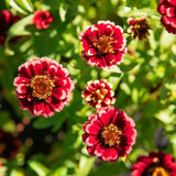 Zinnia Aztec urgundy Bicolor organic Les Jardins de L'Écoumène - La Boite à Grains