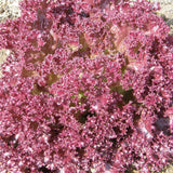 Laitue Feuille Dark Lollo Rossa Biologique Les Jardins de l'Écoumène - La Boite à Grains