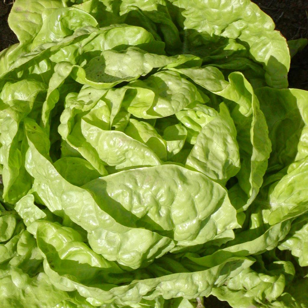 Laitue Pommée Buttercrunch Bibb Biologique Les Jardins de l'Écoumène - La Boite à Grains