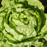 Laitue Pommée Buttercrunch Bibb Biologique Les Jardins de l'Écoumène - La Boite à Grains