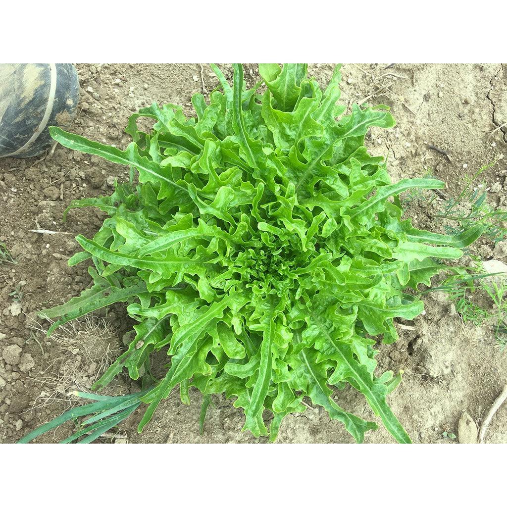 Organic Regal Oak Lettuce (Seeds) Nordic Seeds - La Boite à Grains