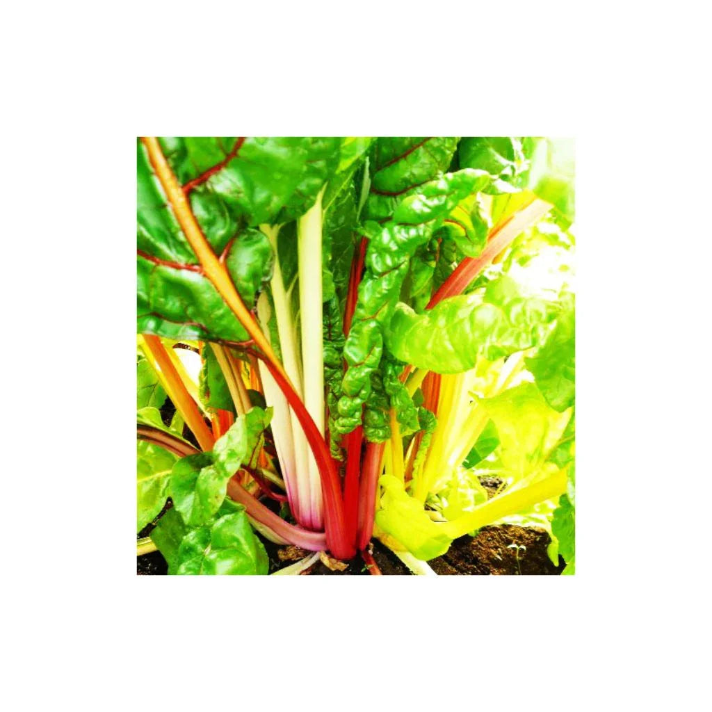 bette à carde Rainbow Mix Les Jardins de l'Écoumène - La Boite à Grains