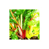 bette à carde Rainbow Mix Les Jardins de l'Écoumène - La Boite à Grains