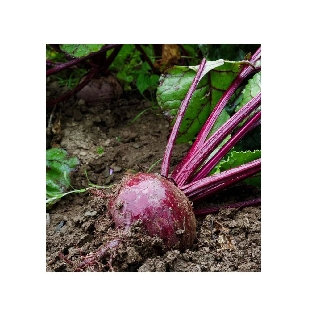 Organic Crosby's Egyptian beet Les Jardins de l'Écoumène - La Boite à Grains