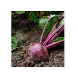 Organic Crosby's Egyptian beet Les Jardins de l'Écoumène - La Boite à Grains