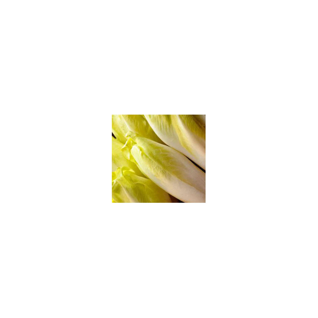 chicorée endive de Bruxelles Les Jardins de l'Écoumène - La Boite à Grains