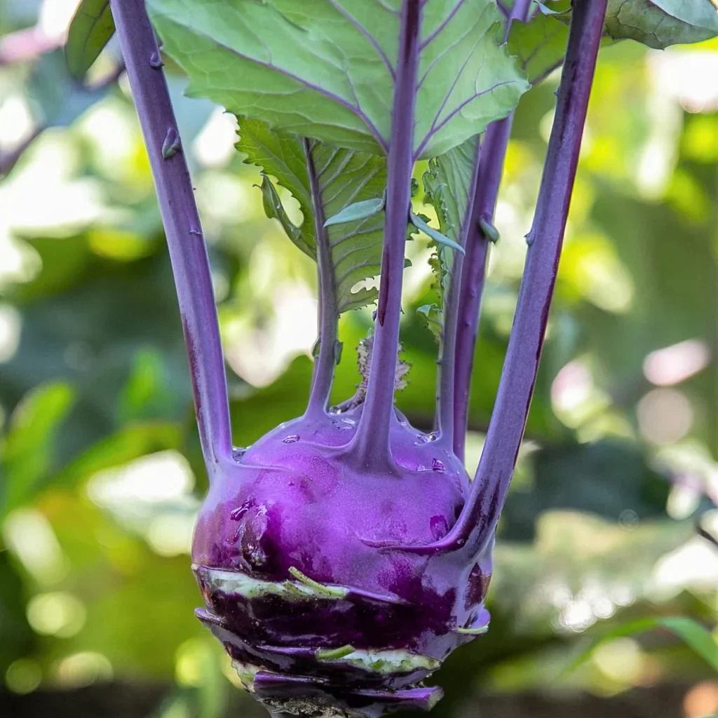 chou-rave violet hâtif de Vienne Les Jardins de l'Écoumène - La Boite à Grains