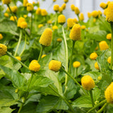 cresson du Brésil les Jardins de l'Écoumène - La Boite à Grains