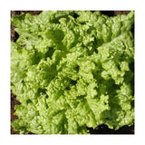 laitue feuille Black Seeded Simpson biologique Les Jardins de l'Écoumène - La Boite à Grains