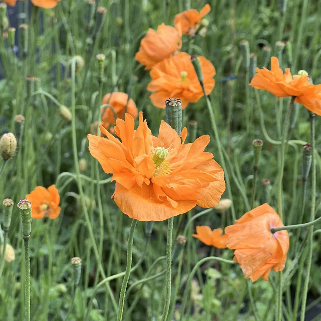 organic Turkish poppy Les Jardins de l'Écoumène - La Boite à Grains