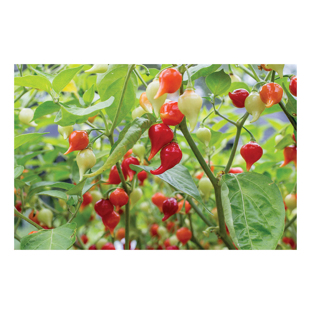 piment Iracema Biquinho biologique Les Jardins de l'Écoumène - La Boite à Grains