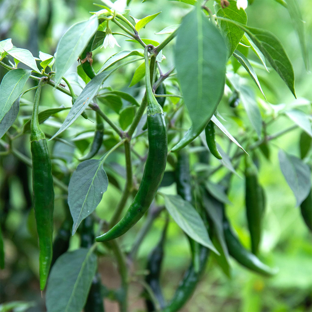 piment Prik Chi Faa Jardins de l'Écoumène - La Boite à Grains