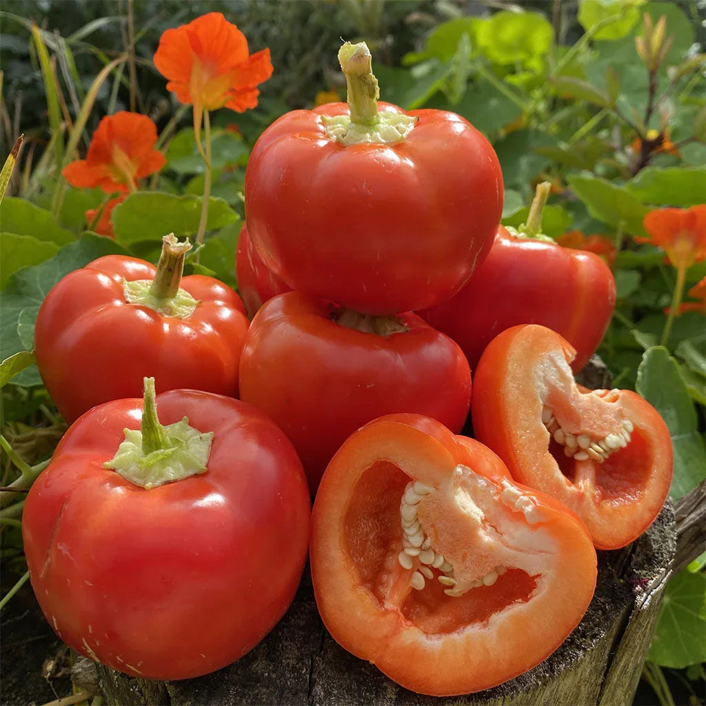 pepper Klari Baby Cheese Jardins de l'Écoumène - La Boite à Grains