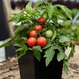 cherry tomato Rosy Finch Les Jardins de l'Écoumène - La Boite à Grains