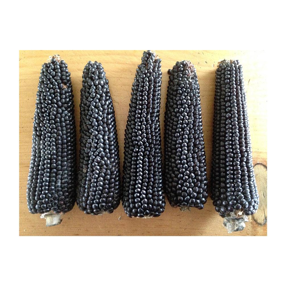 Maïs Dakota Black Biologique (Semences) Semences Nordiques - La Boite à Grains