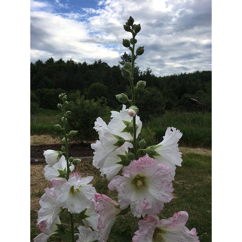Hollyhock Mix Organic Hollyhock Mix (Seeds) Nordic Seeds - La Boite à Grains