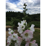 Hollyhock Mix Organic Hollyhock Mix (Seeds) Nordic Seeds - La Boite à Grains