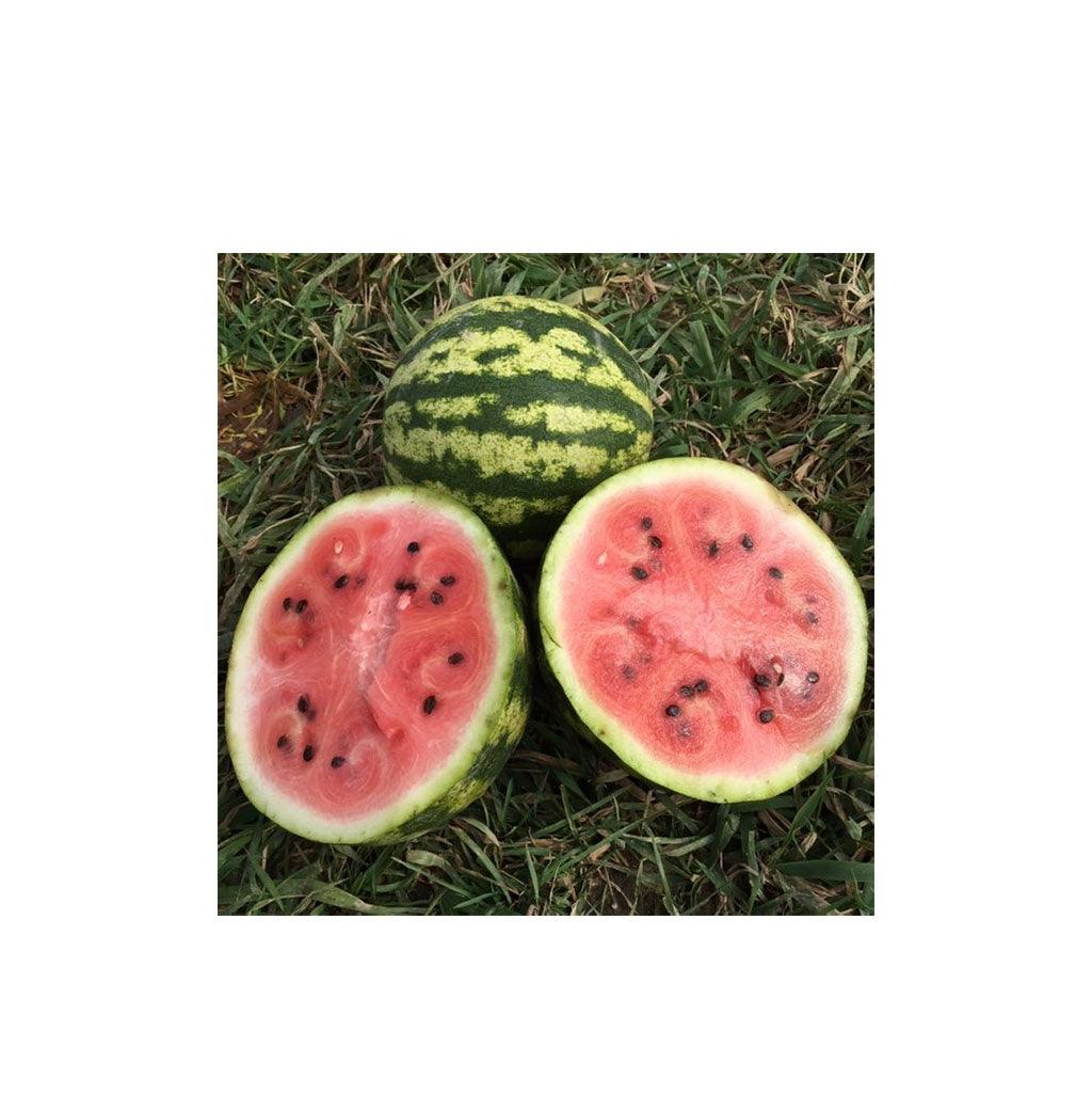 Melon d'Eau Sweet Dakota Rose Biologique (Semences) Semences Nordiques - La Boite à Grains