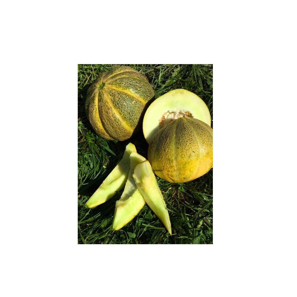 Melon de Montréal Biologique (Semences) Semences Nordiques - La Boite à Grains