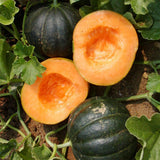Melon Noir des Carmes Biologique Les Jardins de l'Écoumène - La Boite à Grains