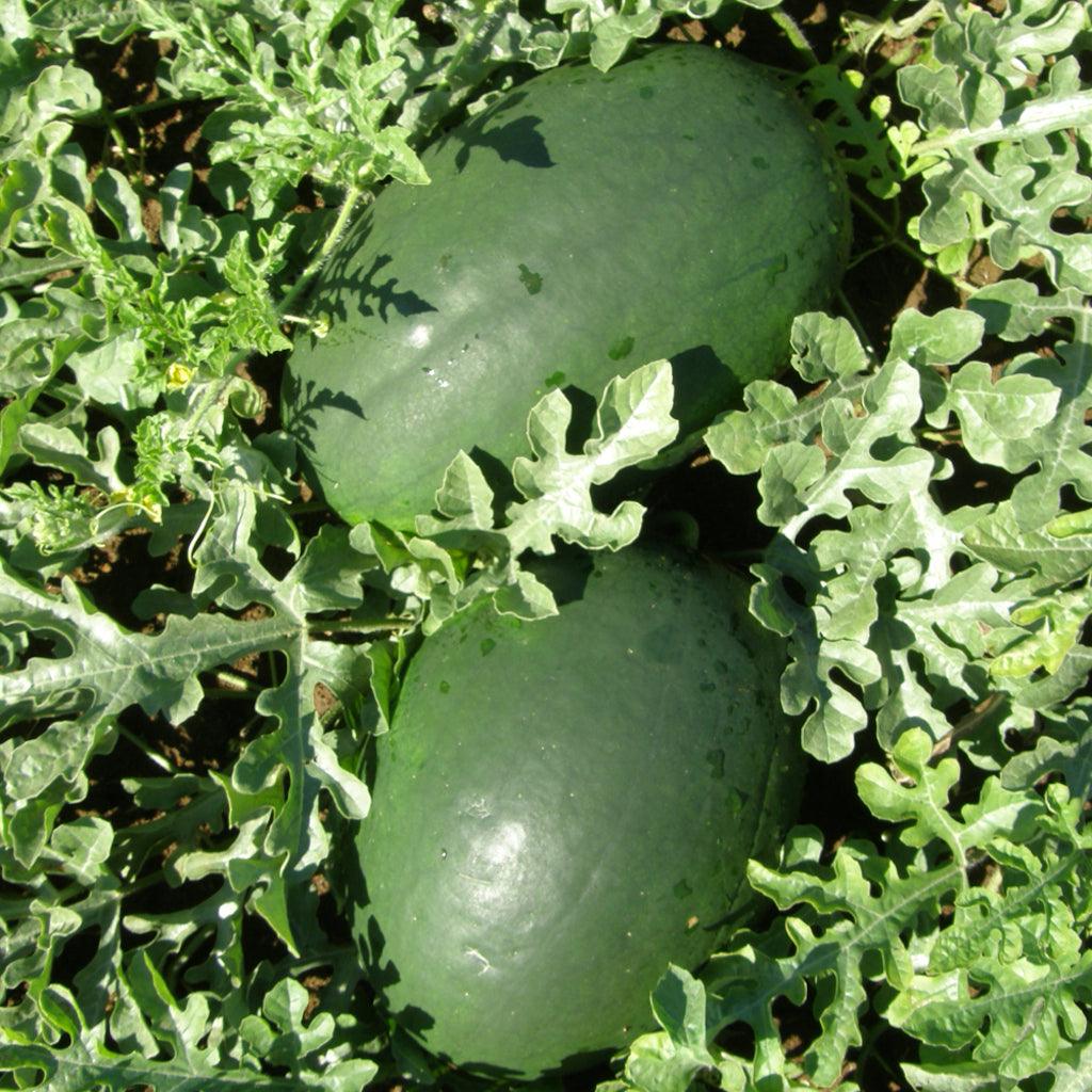 Melon Sweet Siberian Biologique Les Jardins de l'Écoumène - La Boite à Grains