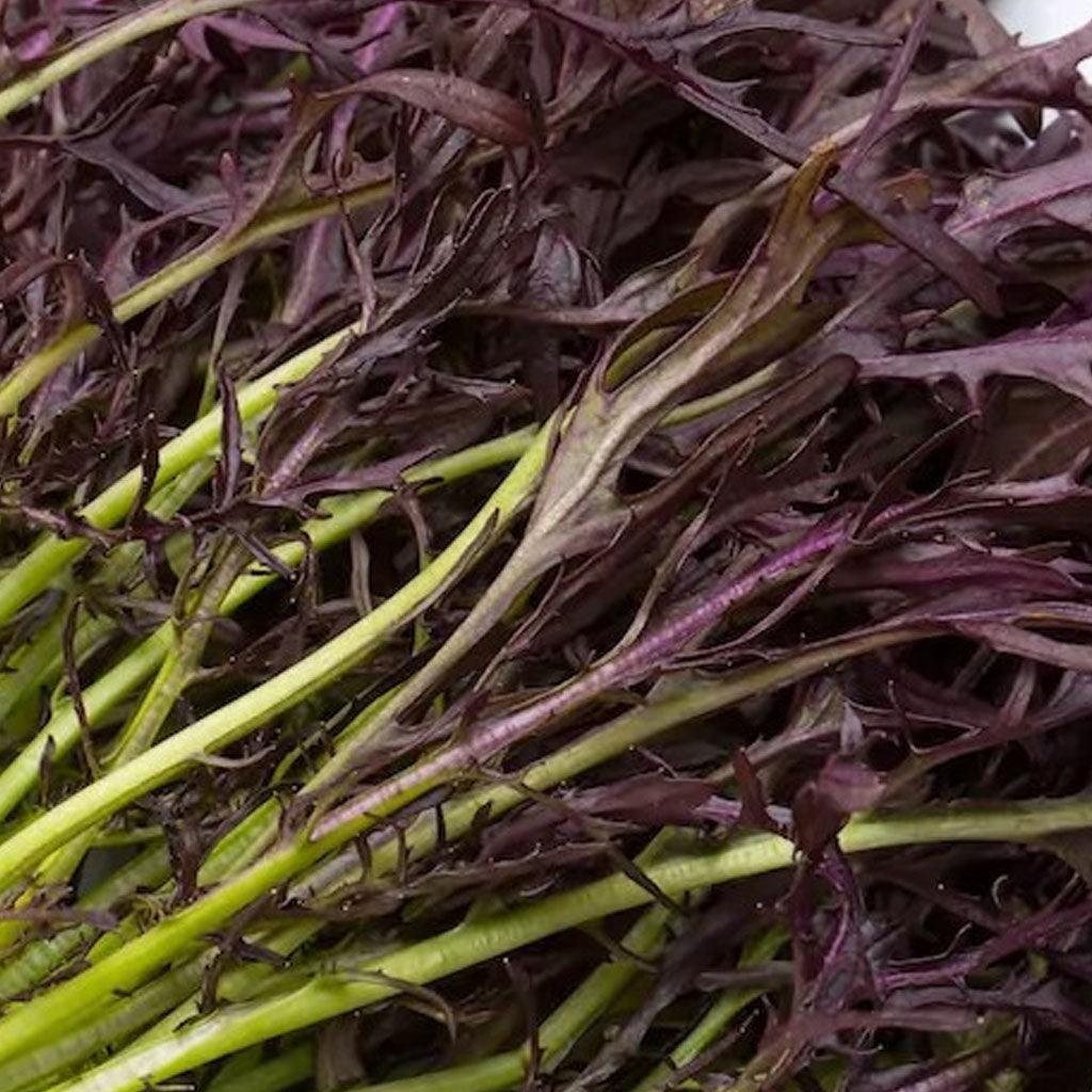 Mizuna Rouge Biologique Les Jardins de l'Écoumène - La Boite à Grains