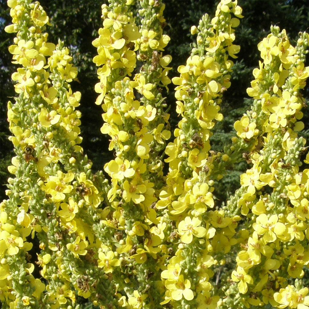 Molène d'Olympe Biologique Les Jardins de l'Écoumène - La Boite à Grains